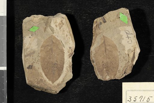 Dalbergites ellipticifolius Berry
