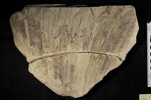 Sabalites grayanus Lesquereux