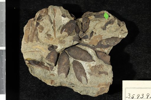 Leguminosites arachioides (Lesquereux) Lesquereux