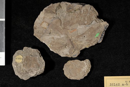 Onoclea neomexicana Knowlton