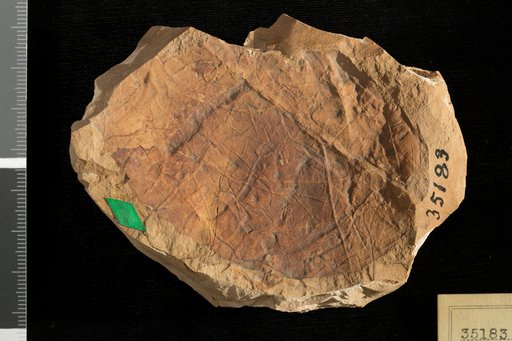Pterospermites undulatus Knowlton
