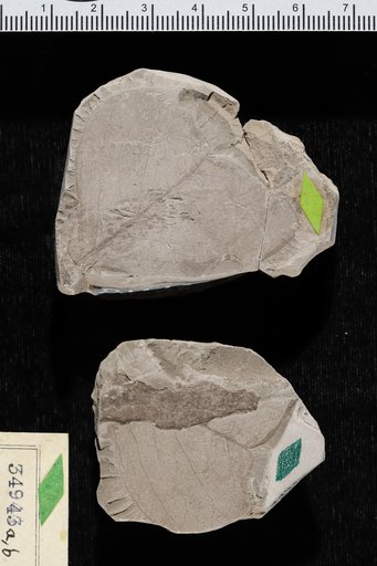 Sapotacites ettingshauseni Berry