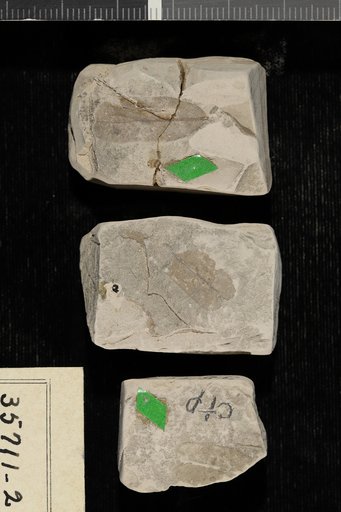 Dalbergia eocenica Berry