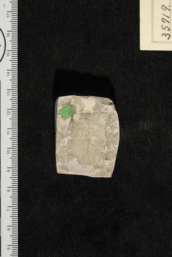 Sophora henryensis Berry