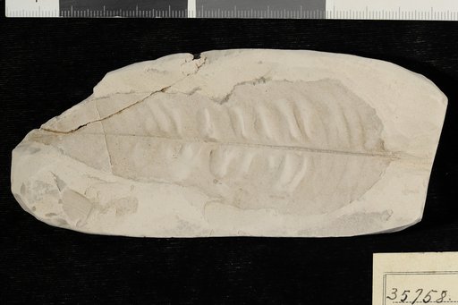 Crotonophyllum eocenicum Berry