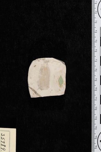 Celastrus eolignitica Berry