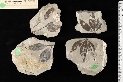 Staphylea ? fremonti Knowlton