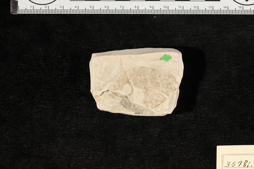 Metopium wilcoxianum Berry