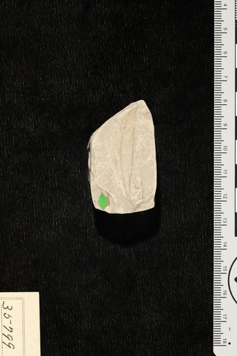 Maytenus puryearensis Berry