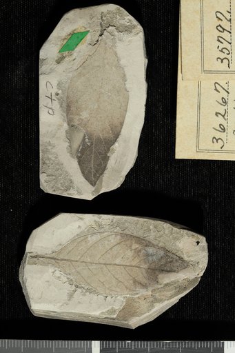 Celastrus minor Berry
