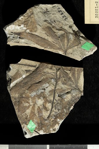 Dewalquea pulchella Knowlton