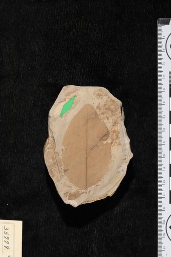 Metopium wilcoxianum Berry
