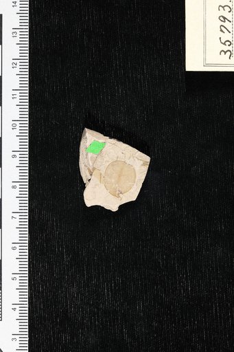 Celastrus bruckmannifolia Berry