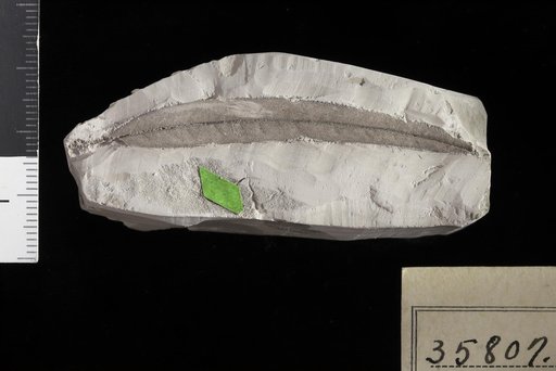 Sapindus linearifolius Berry