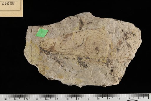 Phyllites ficifolia Knowlton