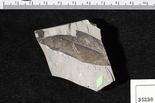 Myrica nervosa Knowlton