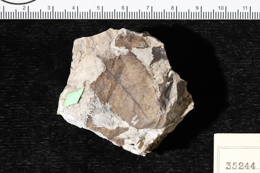 Phyllites dentata Knowlton