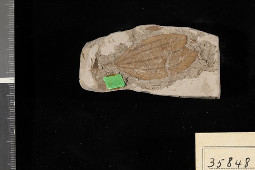 Paliurus pinsonensis Berry