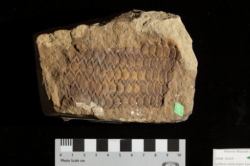 Sigillaria (Rhytidoleptis) ichthyolepis Corda