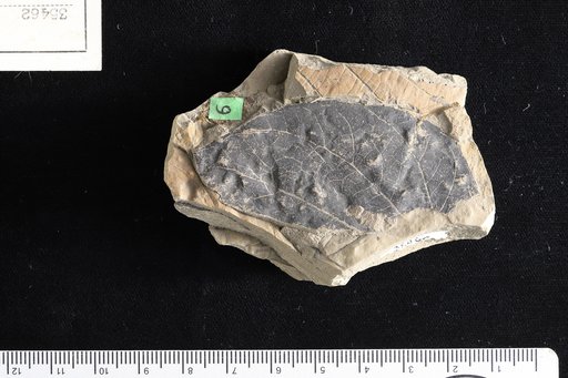 Piperites quinquecostatus Berry