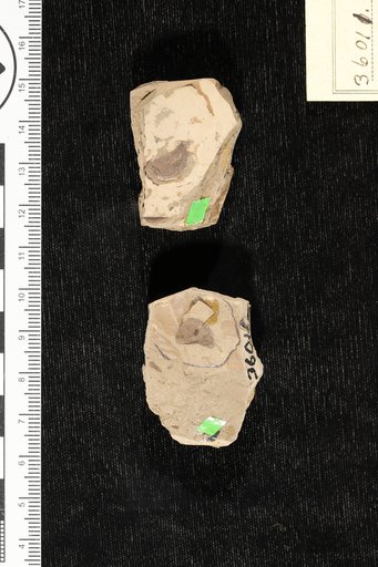 Carpolithes pilocarpoides Berry