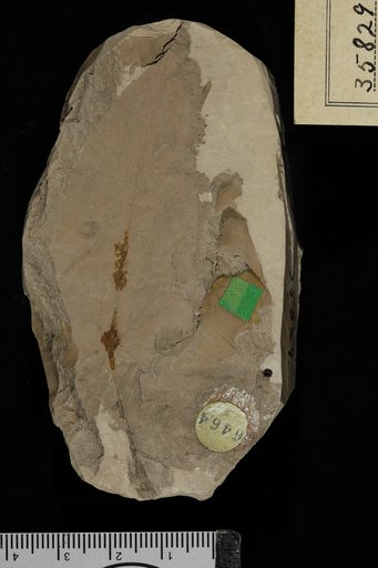 Zizyphus meigsii (Lesquereux)