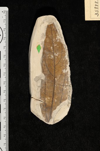 Oreodaphne obtusifolia Berry
