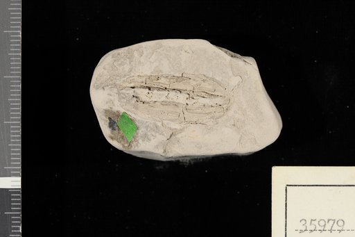 Nyssa eolignitica Berry