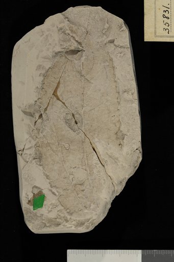 Zizyphus meigsii (Lesquereux)