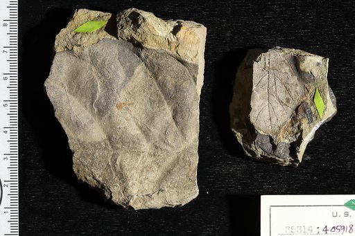 Hieronymia lehmanni Engelhardt