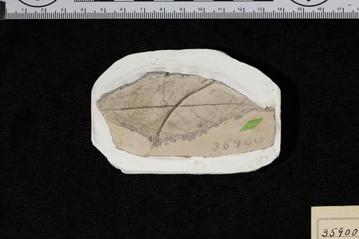 Mespilodaphne pseudoglauca Berry