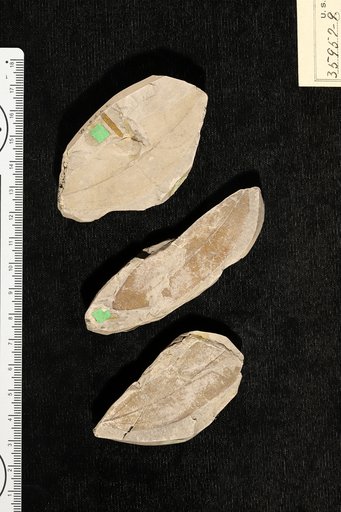 Melastomites americanus Berry