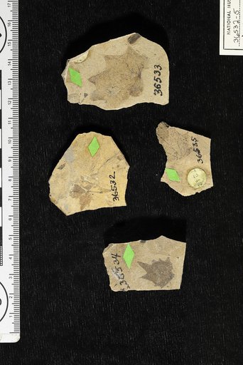 Odostemon marginata (Lesquereux) Knowlton