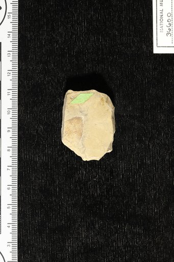Sophora coloradensis Knowlton