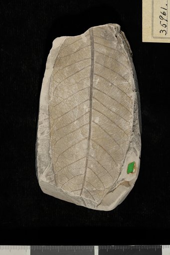 Diospyros wilcoxiana Berry