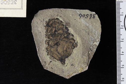 Pinus coloradensis Knowlton