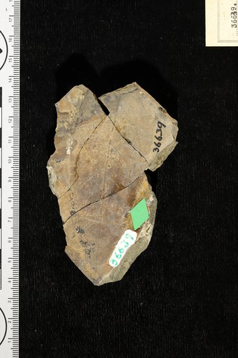 Juglans schimperi Lesquereux