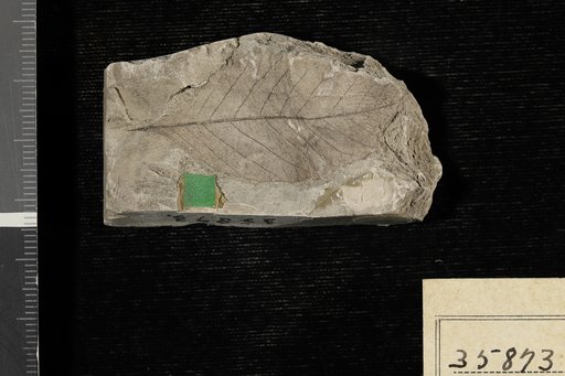 Dillenites serratus Berry