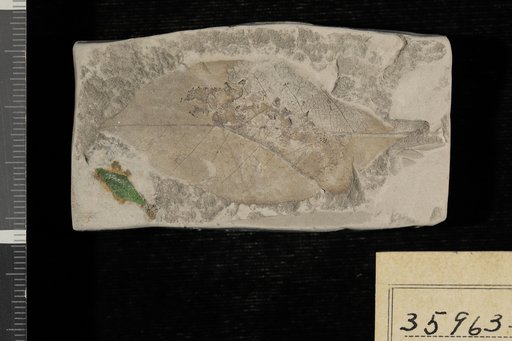 Diospyros brachysepala Braun
