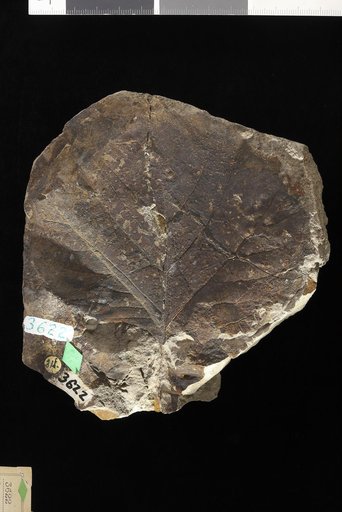 Platanus guillelmae Goeppert