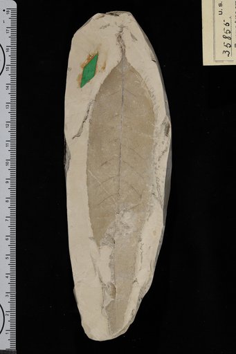 Ternstroemites preclaibornensis Berry