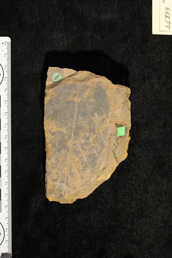 Persea wilcoxiana Berry
