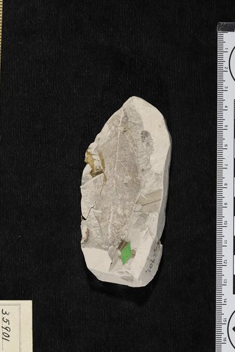 Mespilodaphne coushatta Berry