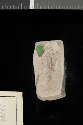 Nyssa wilcoxiana Berry