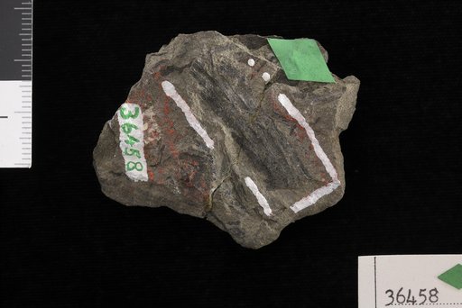 Barrandeina perryana (Dawson) White