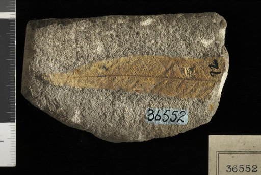 Hicoria jacksoniana Berry