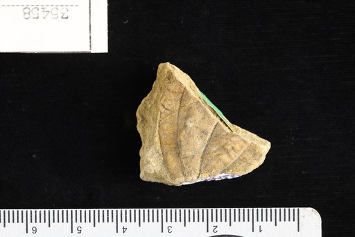 Melastomites domingensis Berry