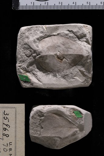 Bumelia wilcoxiana Berry