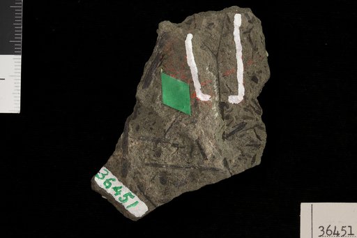 Dimeripteris recurva (Dawson) White