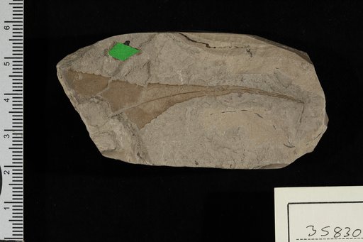 Zizyphus meigsii (Lesquereux)